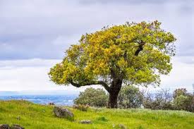 image of oak